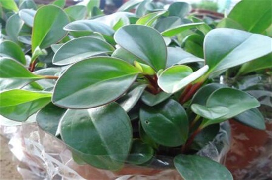 盆栽碧玉如何养才好，及时换土适当修剪养护