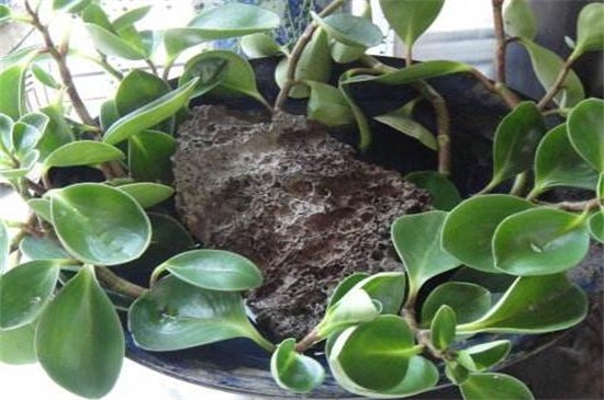 盆栽碧玉如何养才好，及时换土适当修剪养护