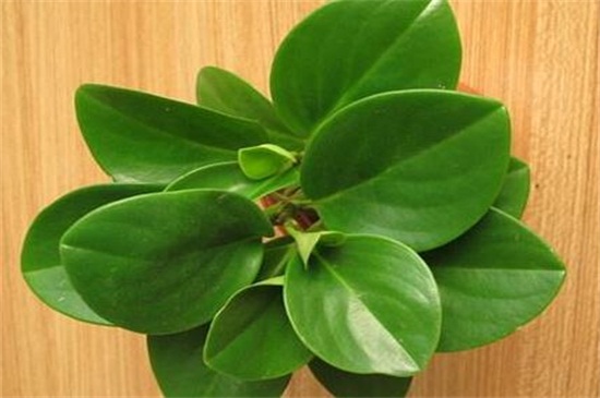 盆栽碧玉如何养才好，及时换土适当修剪养护