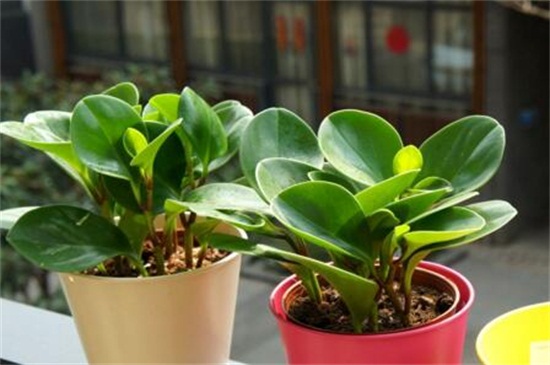 碧玉如何养殖，5个步骤养殖健壮碧玉