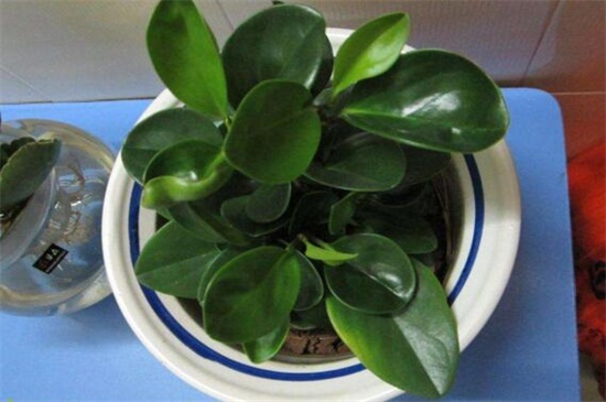 碧玉如何养殖，5个步骤养殖健壮碧玉