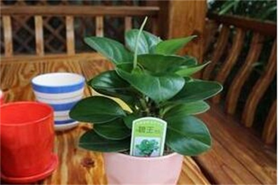 碧玉如何养殖，5个步骤养殖健壮碧玉