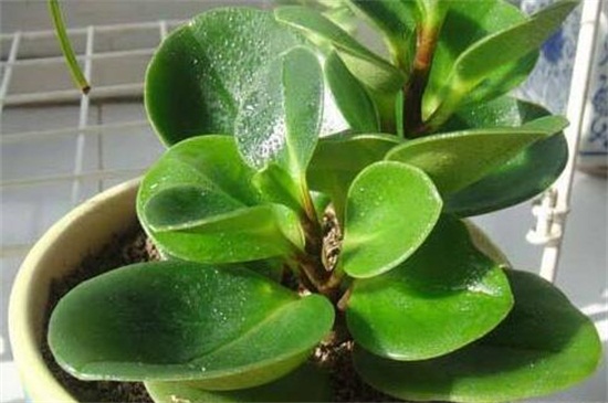 碧玉如何养殖，5个步骤养殖健壮碧玉