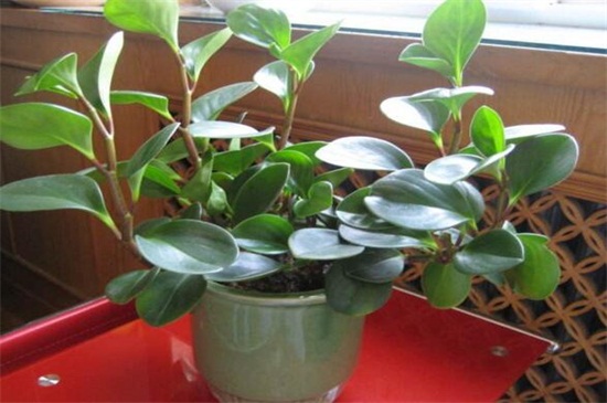 碧玉如何养殖，5个步骤养殖健壮碧玉