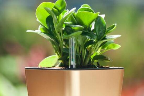 碧玉如何繁殖，扦插繁殖和分株繁殖