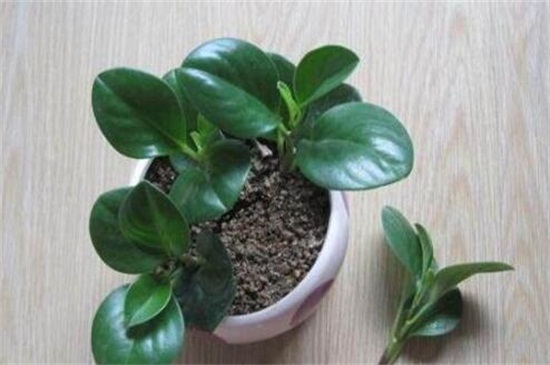 碧玉如何剪枝扦插，剪枝消毒后戳洞插入