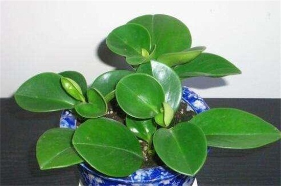 碧玉如何剪枝扦插，剪枝消毒后戳洞插入