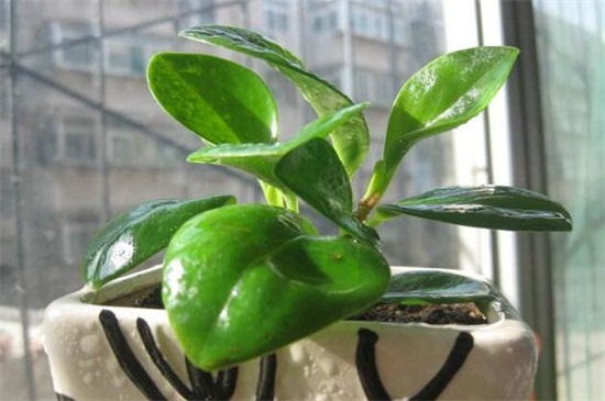 碧玉如何剪枝扦插，剪枝消毒后戳洞插入