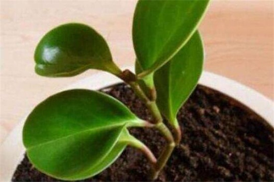 碧玉如何剪枝扦插，剪枝消毒后戳洞插入