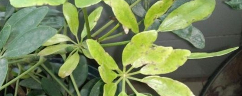 鸭掌木介壳虫偏方