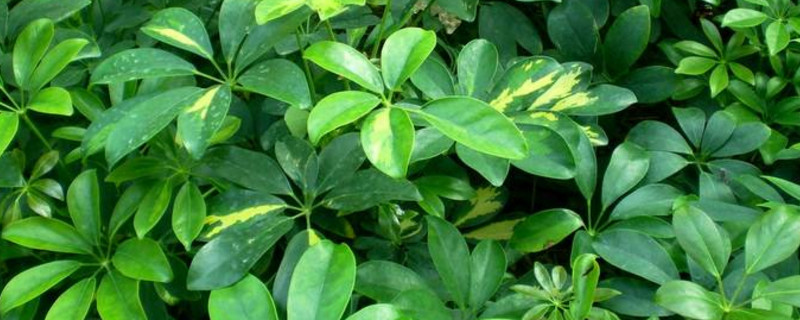 烂根的鸭掌木如何急救