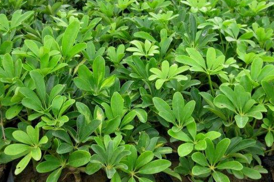 烂根的鸭掌木如何急救