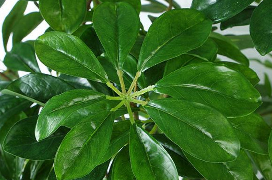 烂根的鸭掌木如何急救