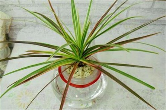 千年木如何水培，根须修剪处理插水养护