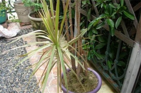 千年木如何水培，根须修剪处理插水养护