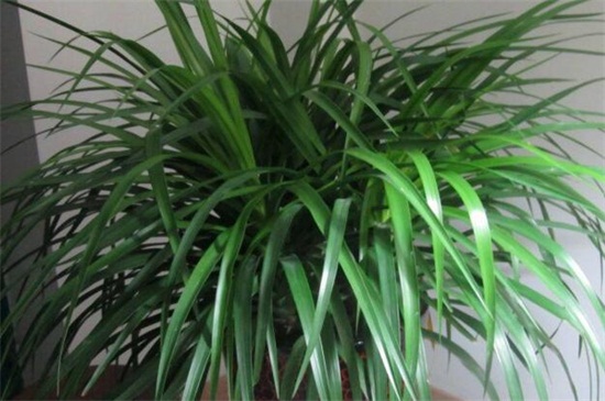 千年木如何水培，根须修剪处理插水养护