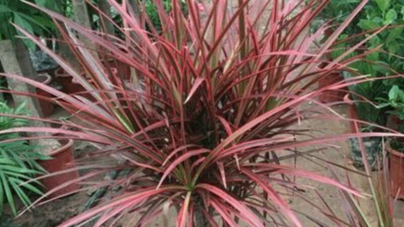 三色千年木的水培留意事项