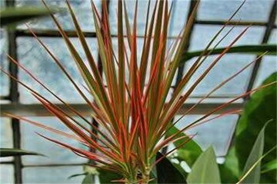 三色千年木的水培留意事项