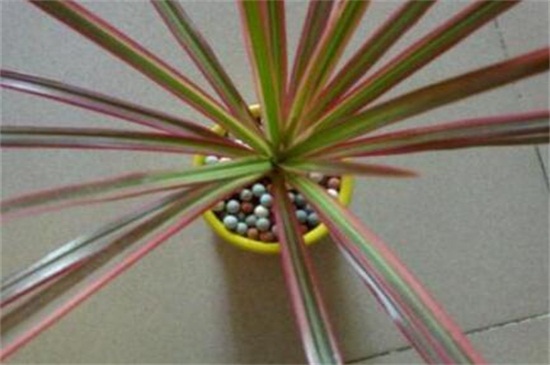 三色千年木的水培留意事项