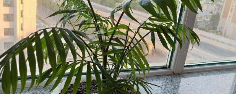 凤尾竹叶子黄是如何回事