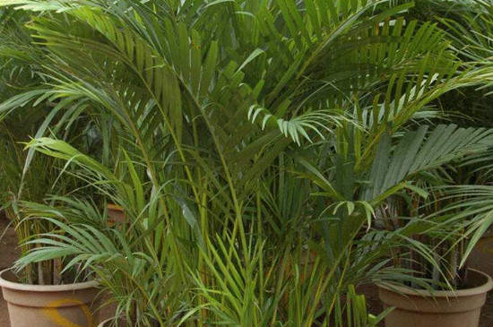 凤尾竹叶子黄是如何回事