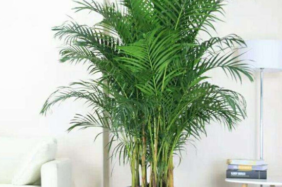 凤尾竹叶子黄是如何回事