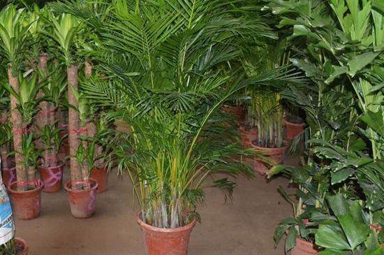 凤尾竹叶子黄是如何回事