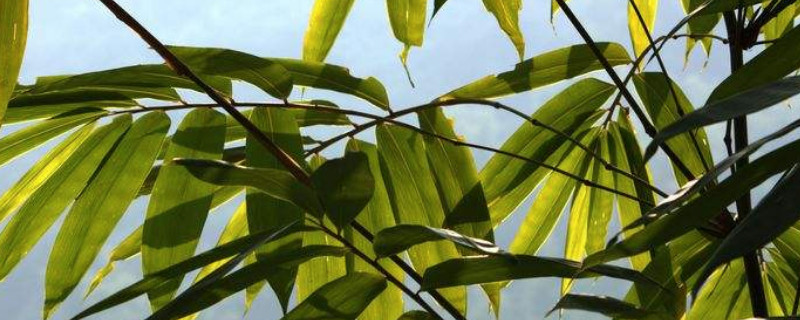 凤尾竹叶子干枯的处理办法
