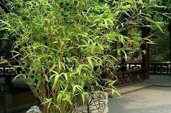 凤尾竹叶子干枯的处理办法