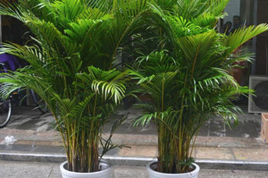 凤尾竹叶子干枯的处理办法