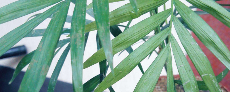 凤尾竹为何发黄