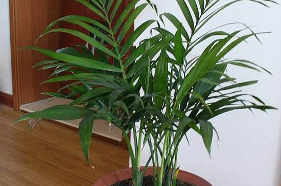 凤尾竹为何发黄