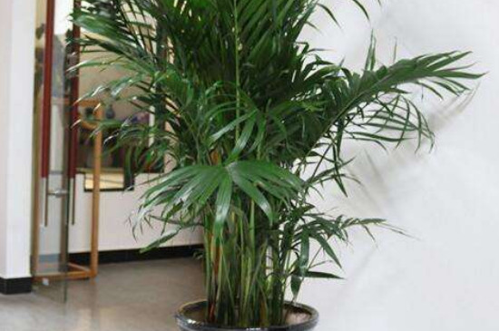 凤尾竹为何发黄