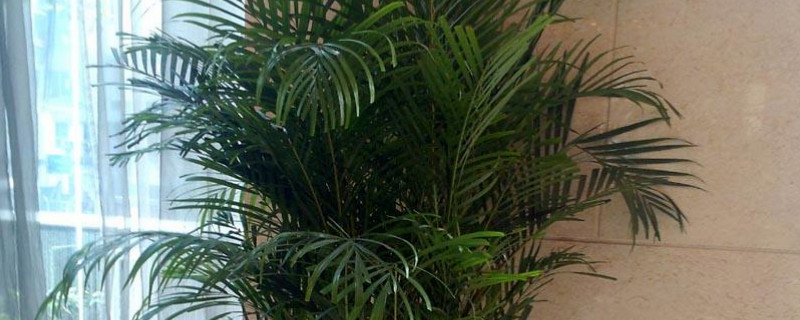 凤尾竹为何不长