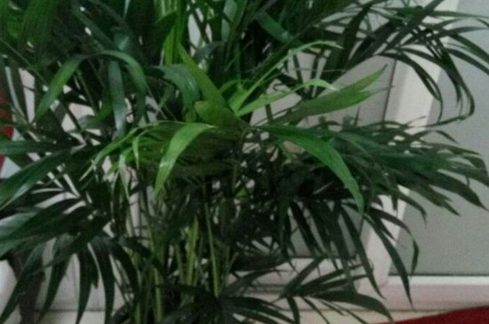 凤尾竹为何不长