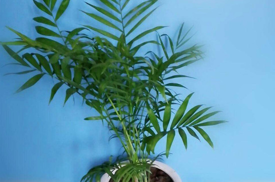 凤尾竹为何不长