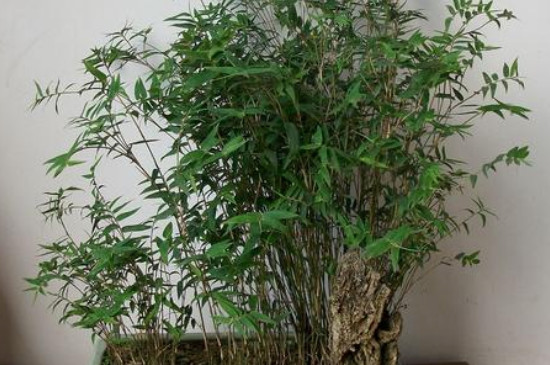 凤尾竹为何不长