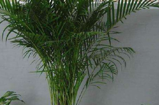 凤尾竹为何出现干叶