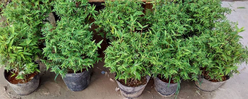 凤尾竹为何黄叶