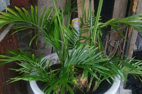 凤尾竹为何黄叶