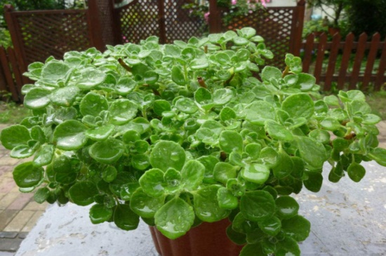 碰碰香烂根处理办法,清除烂根更换土质