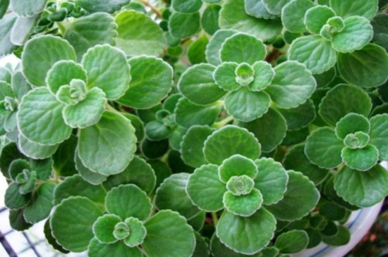 碰碰香烂根处理办法,清除烂根更换土质