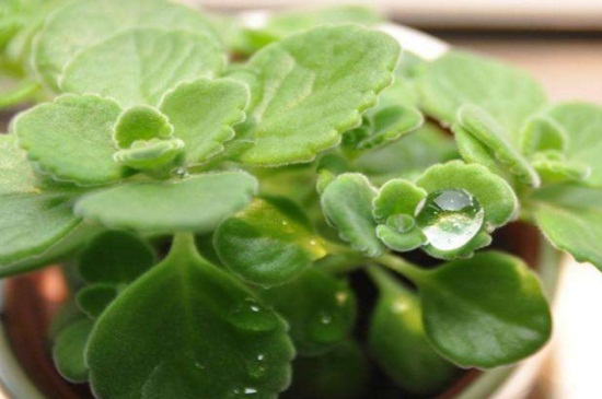 碰碰香烂根处理办法,清除烂根更换土质