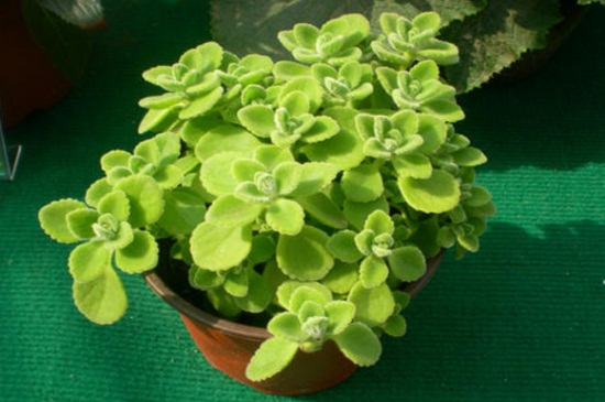 碰碰香烂根处理办法,清除烂根更换土质