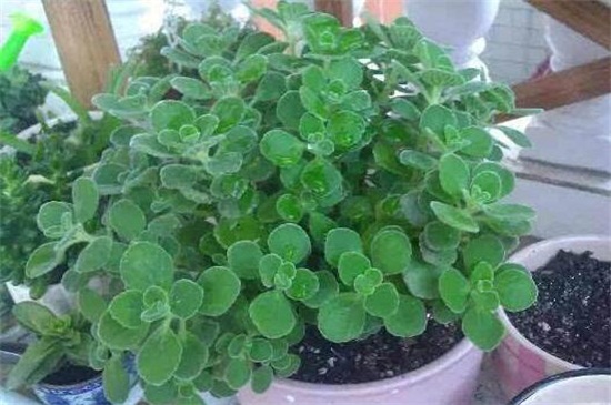 碰碰香秋季如何养，充足光照还要修剪追肥