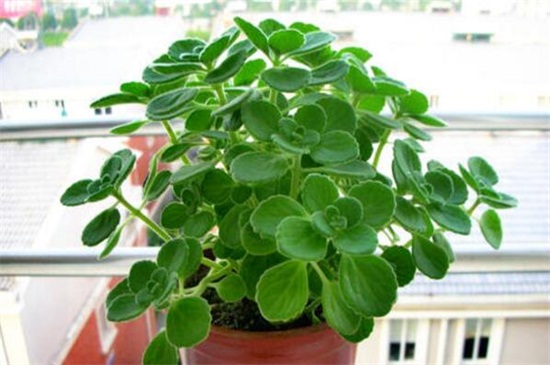 碰碰香秋季如何养，充足光照还要修剪追肥