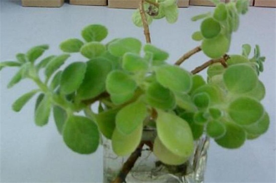 碰碰香秋季如何养，充足光照还要修剪追肥