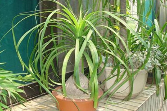 酒瓶兰叶子干枯如何办，喷洒白醋并减少光照