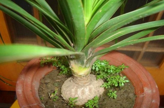 酒瓶兰叶子干枯如何办，喷洒白醋并减少光照