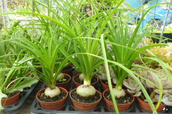 酒瓶兰叶子干枯如何办，喷洒白醋并减少光照